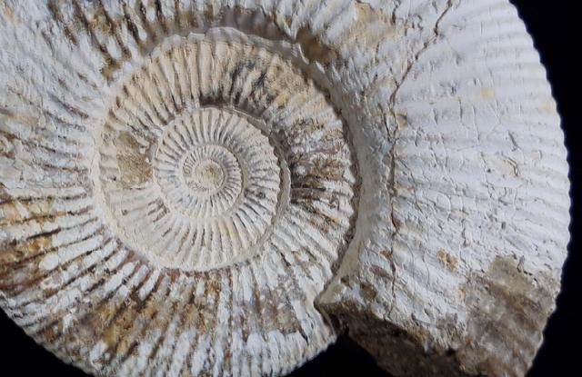 Divisosphinctes besairiei COLLIGNON 1960 - Bild © FossNet FossilienStore